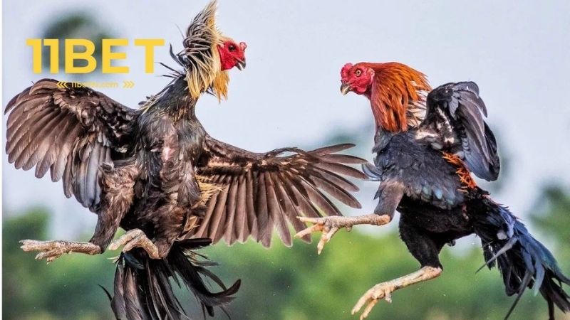 Đá gà 11bet